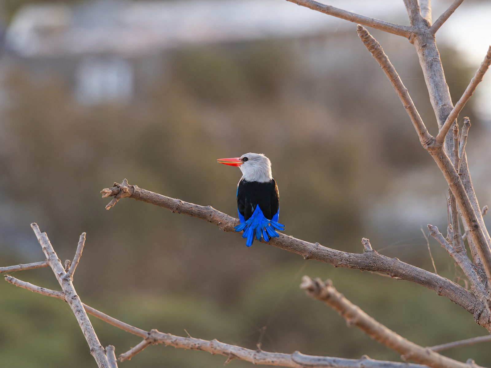 A grey-headed kingfisher with bright blue wings perched on a bare branch, Cape Verde