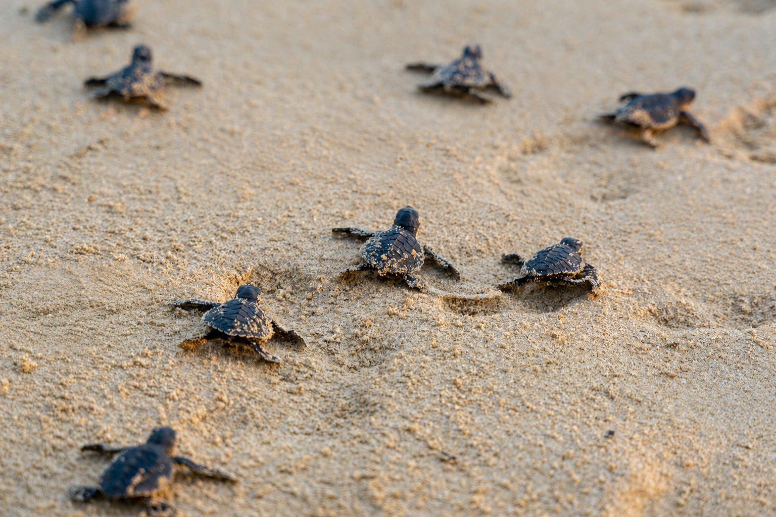 Turtle hatchlings crossing open sand towards the sea in low light on a nesting beach in Boa Vista