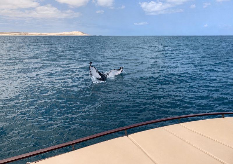 Whale watching on Boa Vista