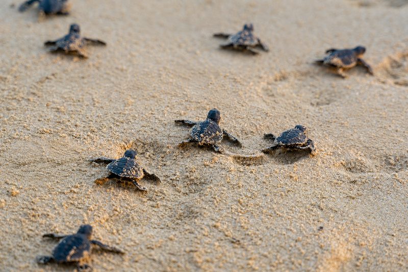 Turtle watching on Boa Vista