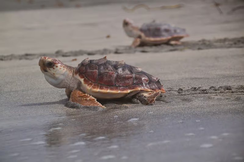 Loggerhead turtles on a sandy beach heading to the sea