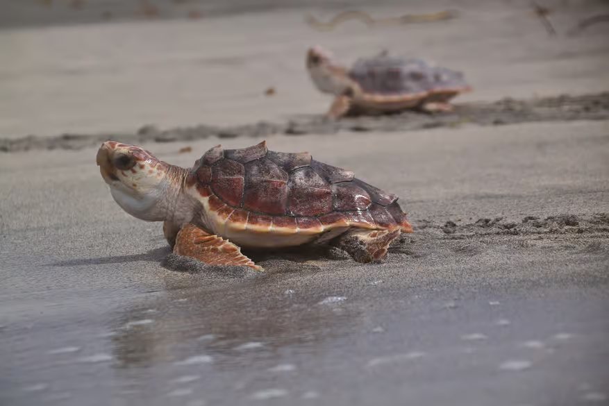 Two loggerhead turtles crawling across wet sand towards the sea
