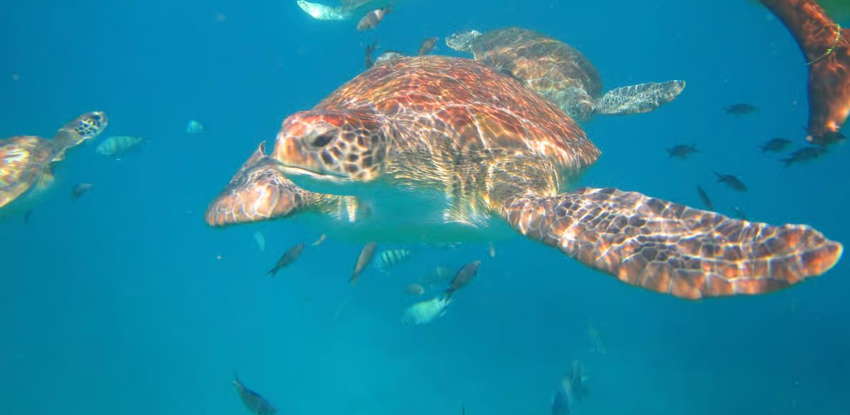 Sea turtle swimming underwater among small fish in blue water