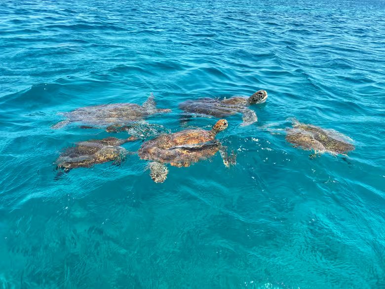 Sea turtles swimming at the surface of clear turquoise water