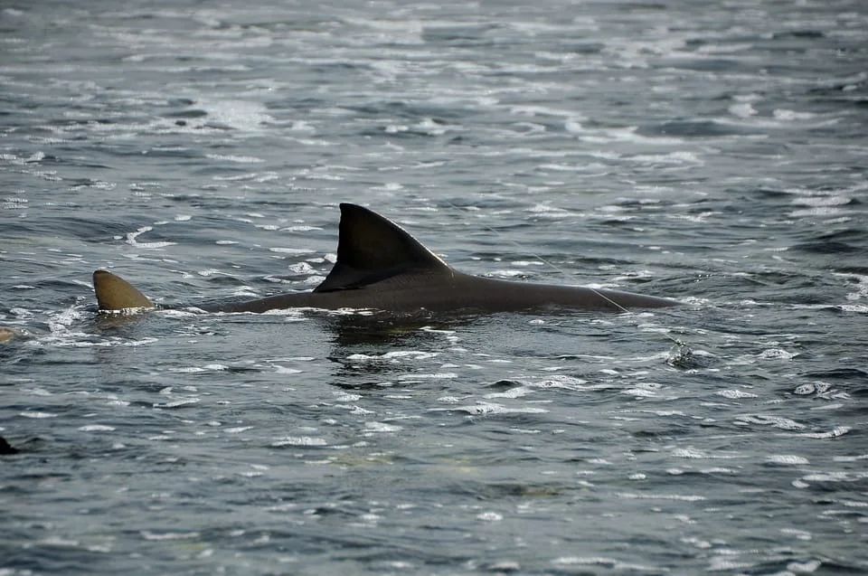 Two dorsal fins breaking the surface of shallow grey water at Shark Bay on the east coast of Sal, Cape Verde