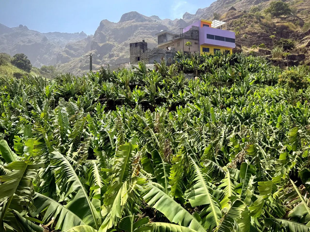 Dense banana plantation in front of a colourful house below rocky mountains, Santo Antão