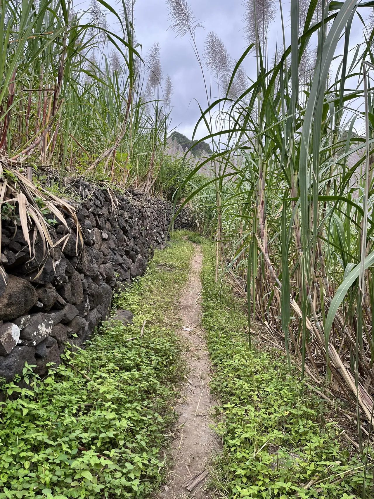 Narrow dirt path between a black stone wall and tall flowering sugar cane near Coculi, Santo Antão