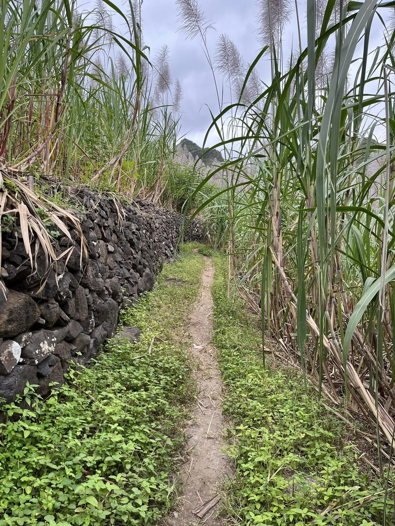 Narrow path between a stone wall and tall sugar cane near Coculi, Santo Antão