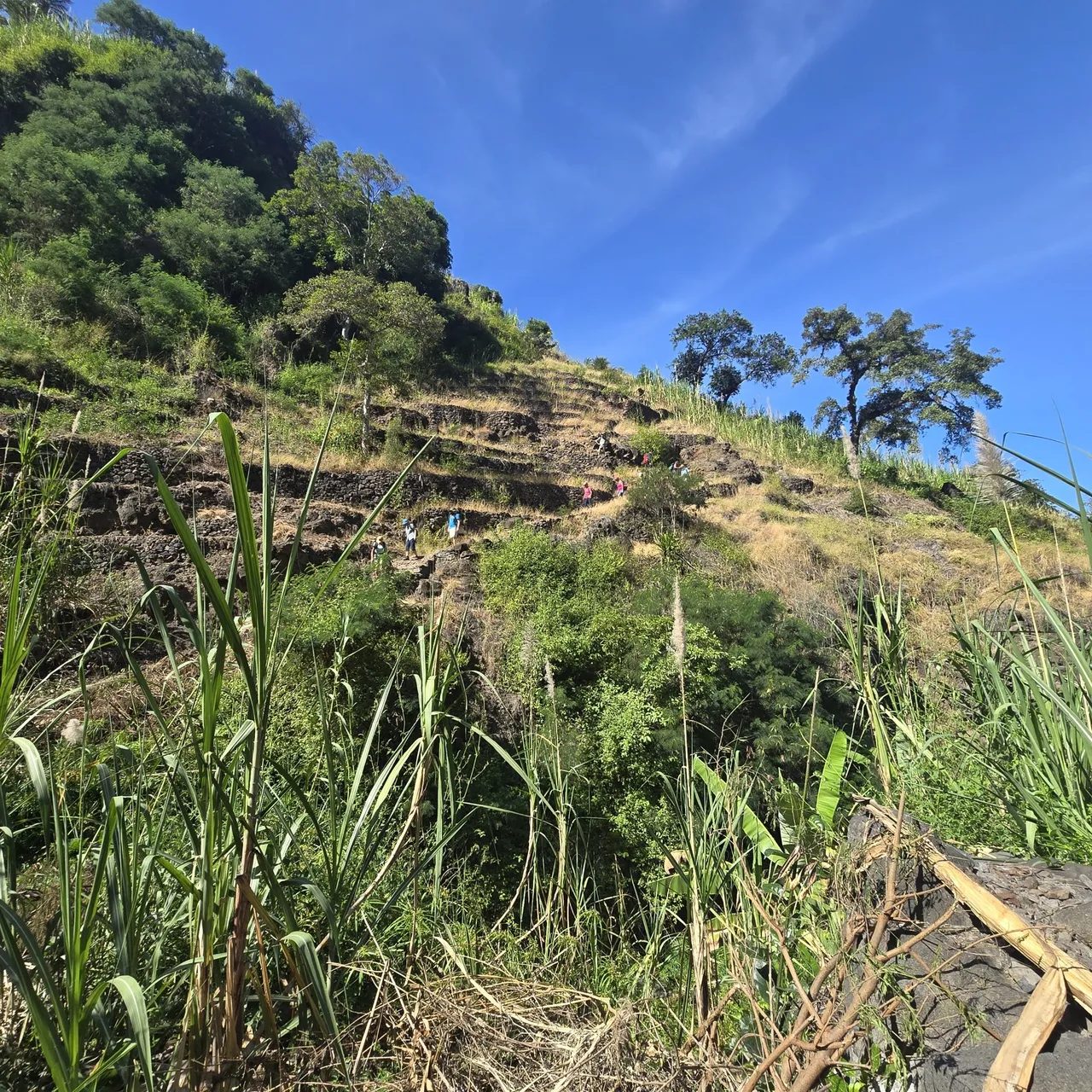 Hikers climbing a steep path across dry-stone terraces on a green hillside under a blue sky, Santo Antão
