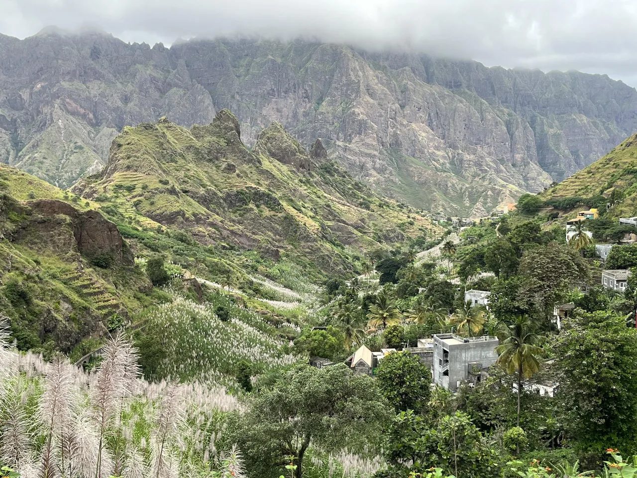 Green valley with flowering sugar cane below jagged mountain walls near Coculi, Santo Antão