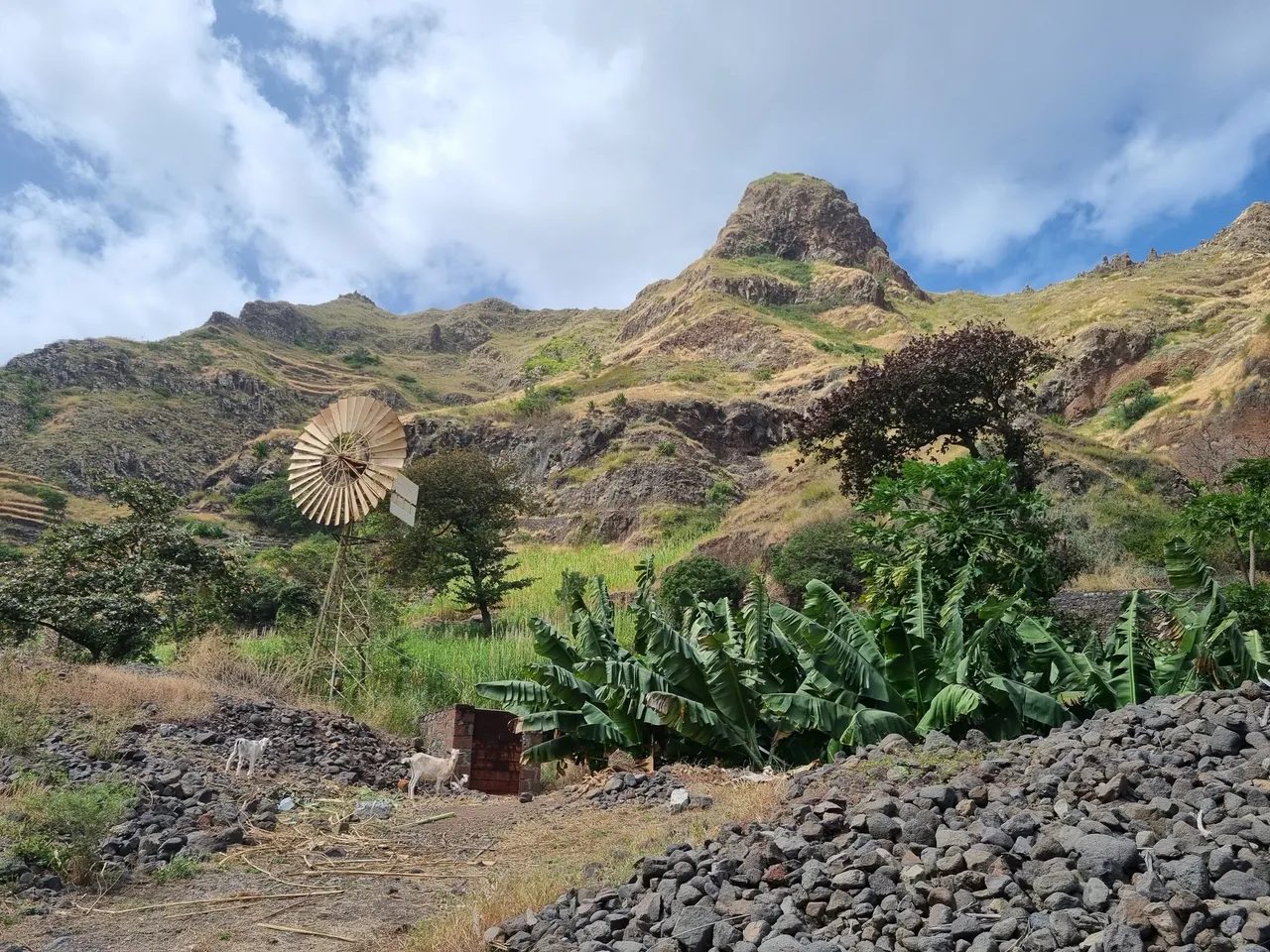 Old metal wind pump, banana plants and goats below a rocky peak near Coculi, Santo Antão